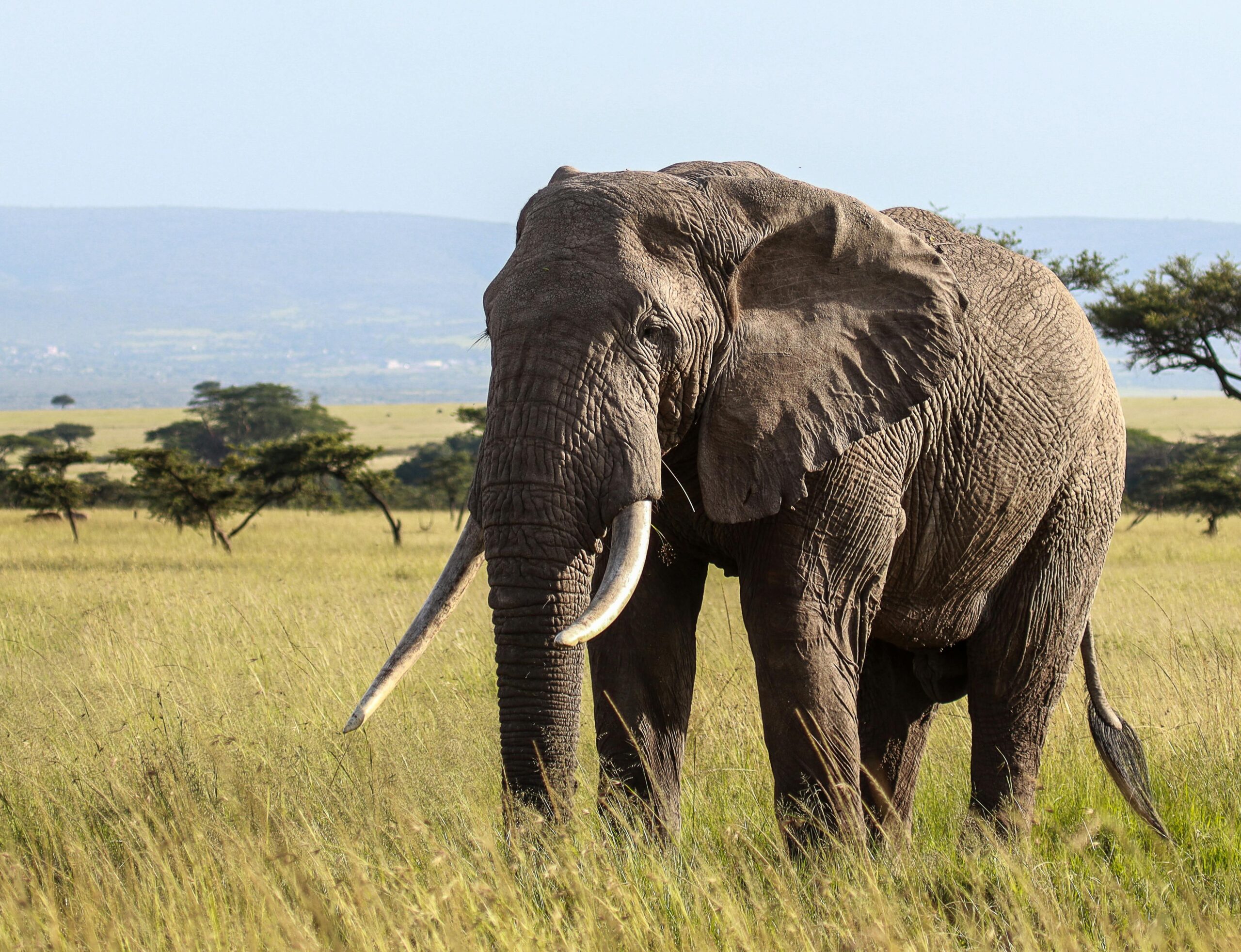 Safari Travel Namibia